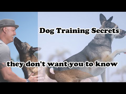 Professional Dog Training Secrets