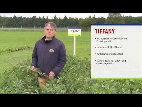 Saaten-Union: Sommerackerbohne TIFFANY, Vertriebsberater Andreas Henze, Standort HYBRO Wulfsode