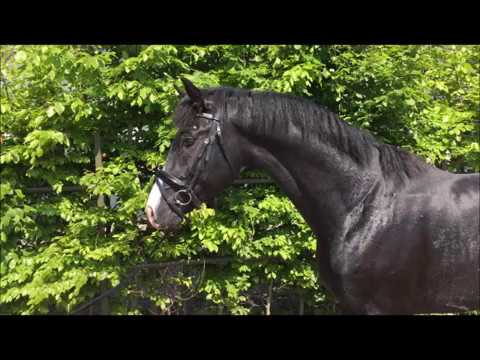3yo Stallion by All at Once x Sandro Hit x Brentano II
