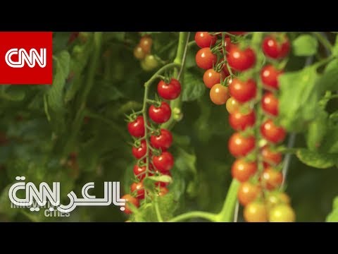 , title : 'كيف تزرع الطماطم وسط الصحراء في الإمارات؟'