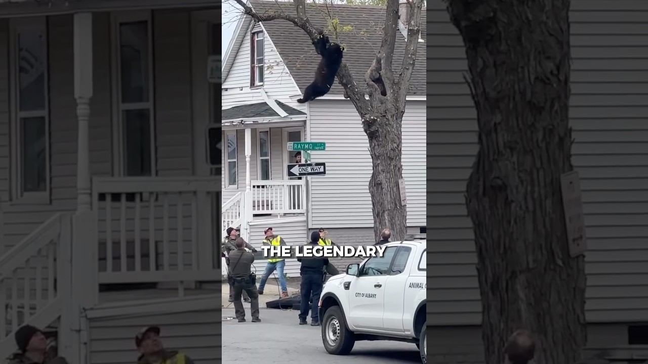 A bear jumped into a net