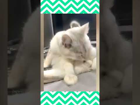 funny cats|funny pets| #trending #youtube #short