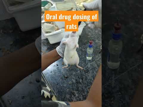 Oral drug dosing of rats, pharmacology practical
