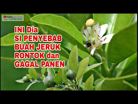 , title : 'Mengatasi bunga dan buah jeruk rontok akibat lalat buah'