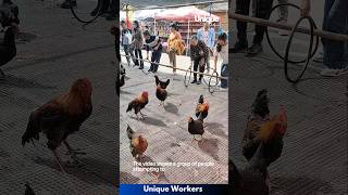 Download lagu Catching chickens with hoops chicken game- The workers do their job perfectly || #machine #shorts mp3 Download lagu Catching chickens with hoops chicken game- The workers do their job perfectly || #machine #shorts mp3