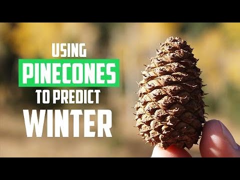 Can the height of pinecones predict winter for you?