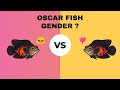 HOW TO IDENTIFY OSCAR FISH GENDER : Male or Female ?