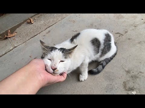 This naughty cat came to my feet