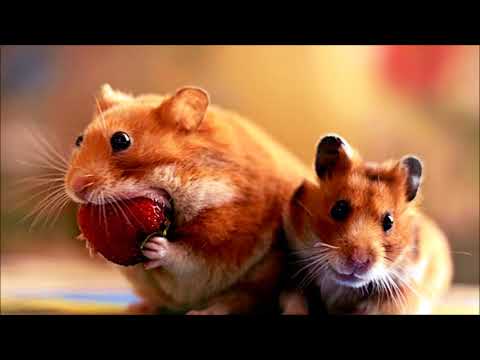 Zdeněk Svěrák & Jaroslav Uhlíř - Ninini