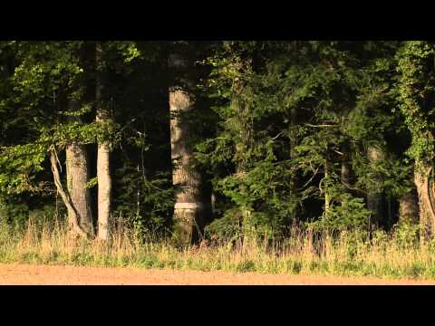 Uraltbäume - Zeichen der Nachhaltigkeit: Gemeinde Baulmes. Les trèx vieux arbres, Commune de Baulmes