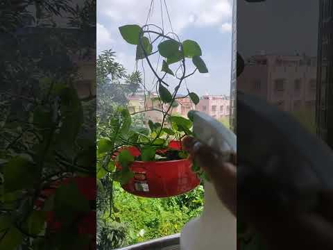 Pradipta's house#motivation #motivationalspeech #love #Money plant #smallarea