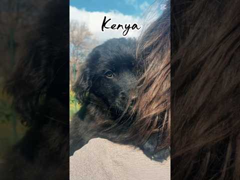 Regalo Kenya splendida cucciola mix Golden cerca famiglia 
