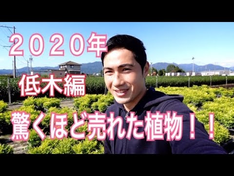 園芸 小葉ライム、ハートリーブライム