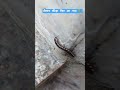 खतरनाक कीड़ा फिर आ गया 🐛#कीड़ा #short #insects #कीड़े #wildanimals #animals #wildlife