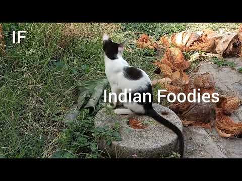 white and black baby cat july 16 2022