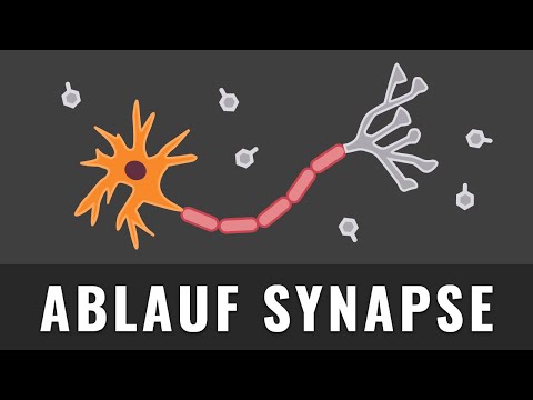 Synapse | Ablauf bei der Erregungsübertragung | Biologie | Erregende Synapsen erklärt