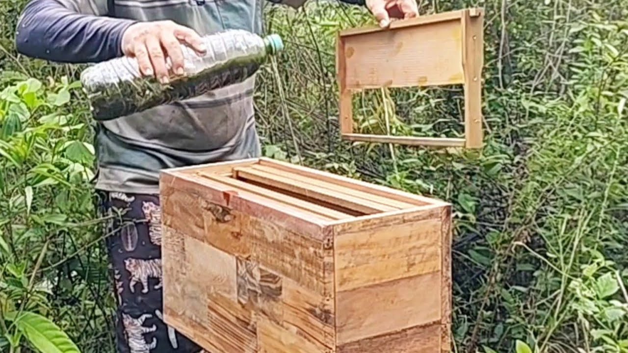 Como colocar caixa isca para capitura  abelha 🐝.