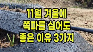 11월 겨울에 쪽파를 심어도 좋은 이유 3가지(겨울쪽파 심는방법)