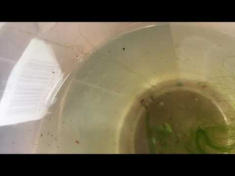 Bombina variegata life cycle from egg to tadpoles to toad