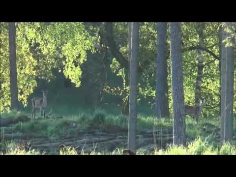 Erfolgreiche Pirsch - Bock erlegt!