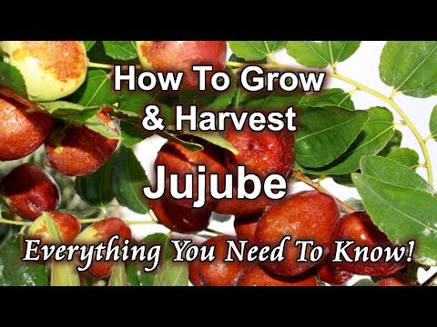 How To Grow And Harvest Jujube (Chinese Date) At Home