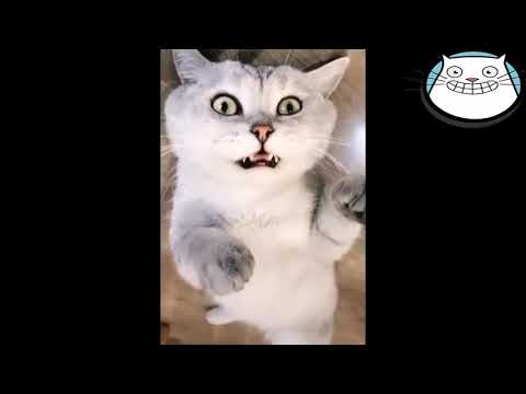 CATS will make you LAUGH YOUR HEAD OFF - Funny CAT compilation - April 2019
