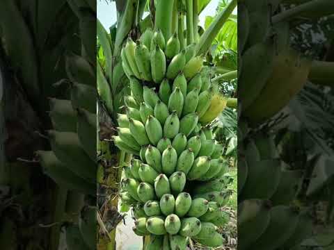 banana# banana lover# world common fruit# many types Bananas# very low price food🍌🍌🍌🍌