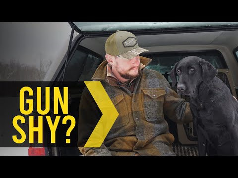 Prevent Gun shyness with Dogs