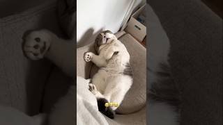#cat #cute #catvideo #cutecat #funnyvideo #funny