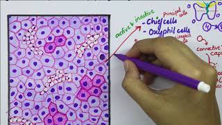 Histology of Parathyroid Gland