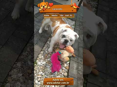 Vídeo de caramelo 