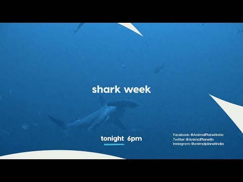 The most dangerous predators of the ocean are back! | Shark Week | Today at 6 PM