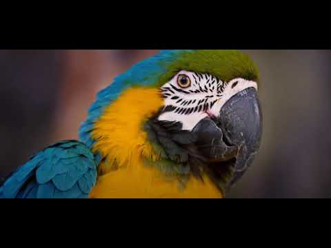 4K 10 bit color Amazing African Birds. Part 3 - African Wildlife Video - 3 HRS Beautiful Bird Sounds