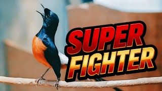 Download lagu MURAI SUPER FIGHTER @echokicau mp3 Download lagu MURAI SUPER FIGHTER @echokicau mp3