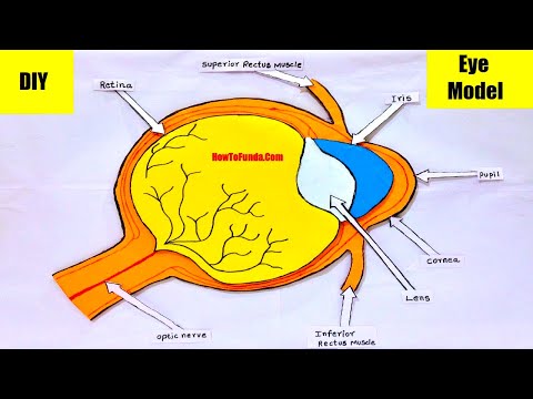 human digestive system working model 3d science project for science exhibition diy howtofunda