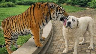 These Pets Are Not What You Expect 🐯 Funny Animal Videos