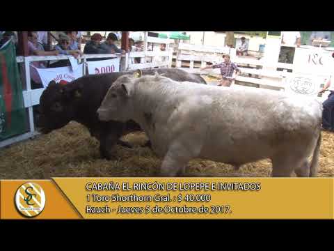 05-10-17 Venta de Toros Shorthorn Generales - Cabaña El Rincón e Invitados - Rauch.