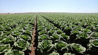 Yuma Arizona Lettuce Farm - America&#39;s Heartland