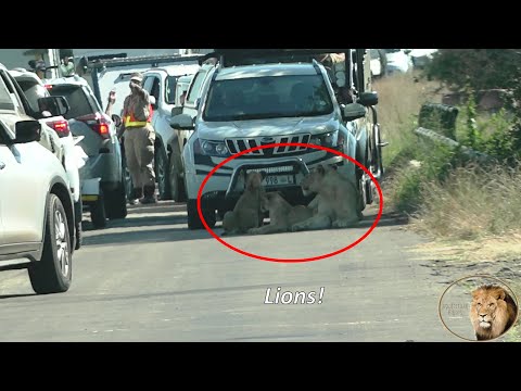 Chaos At Lion Sighting On N'wanetsi River Bridge | Kruger National Park
