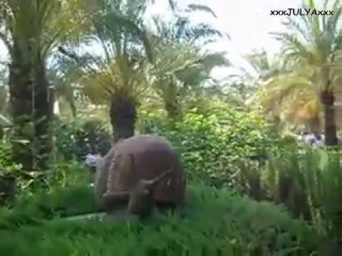 Гигантские улитки в отеле Royal Wings (Турция) - Huge snails in Royal Wings hotel (Turkey)