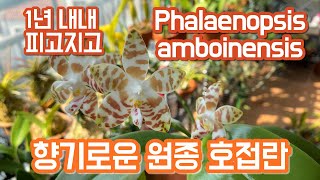 1년 내내 피고지는 향기로운 원종 호접란!! Phalaenopsis amboinensis!!