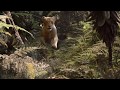 The Lion King 2019 Simba And Nala Reunite