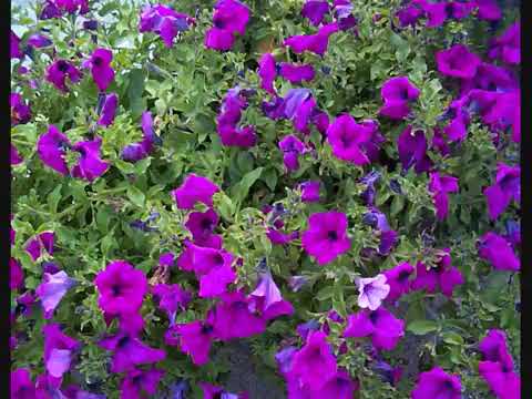 Laman Abdi Boru Best Oromo Music