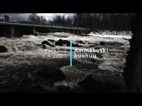 Ämmakoski kuohuu - Varkaus 3.4.2021