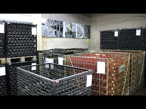 Proizvodnja vina - Filtriranje (10.deo)