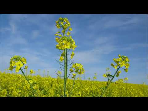 Coroiesti - Movileni 2009 - 2015