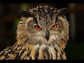 Owl Sound Owls Sound Effects Owl Calls Uhu Owl Noises Nature Sounds No Music