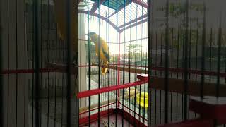 Download lagu kicauan kepodang di siang hari mp3