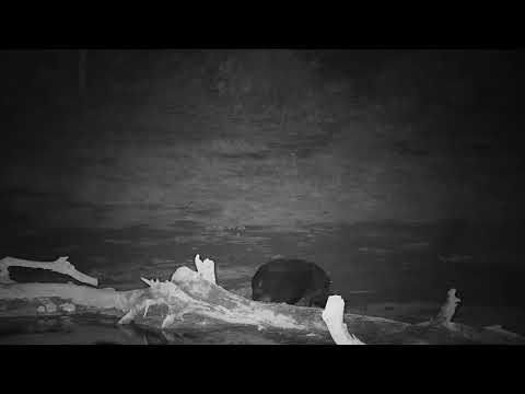 Djuma: Lone Hippo leaving the pan - 18:43 - 10/05/19
