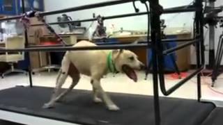 One of A Kind Treatment Could Help Paralyzed Dogs Walk Again